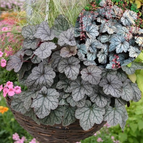 Heuchera 'Sugar Frosting' - Helmikpööris 'Sugar Frosting'